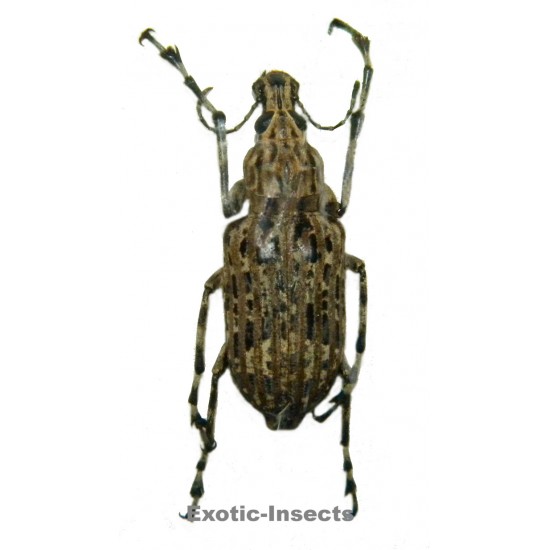 Anthribidae sp.01