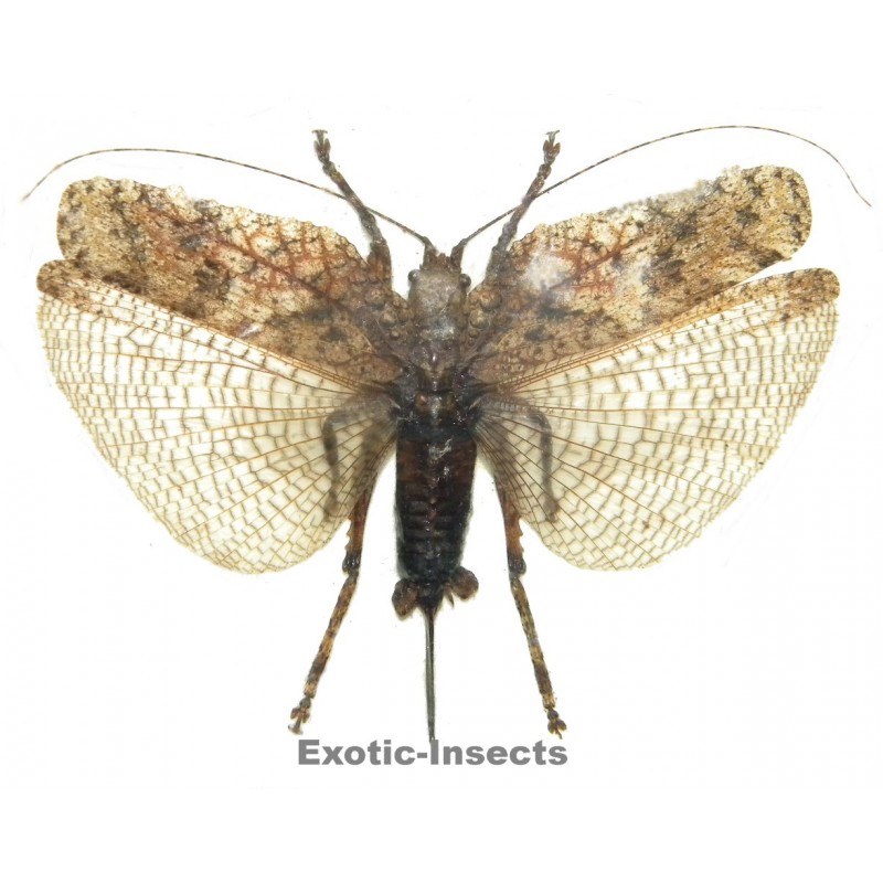 Olcinia sp.02