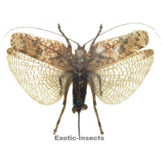 Olcinia sp.02