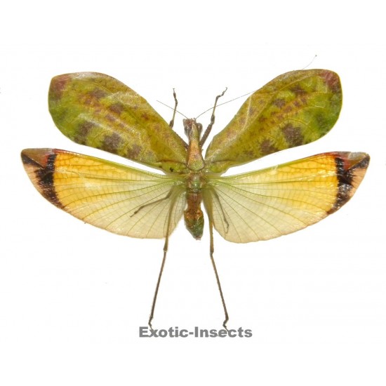 Leptoderes ornatipennis GREEN FORM