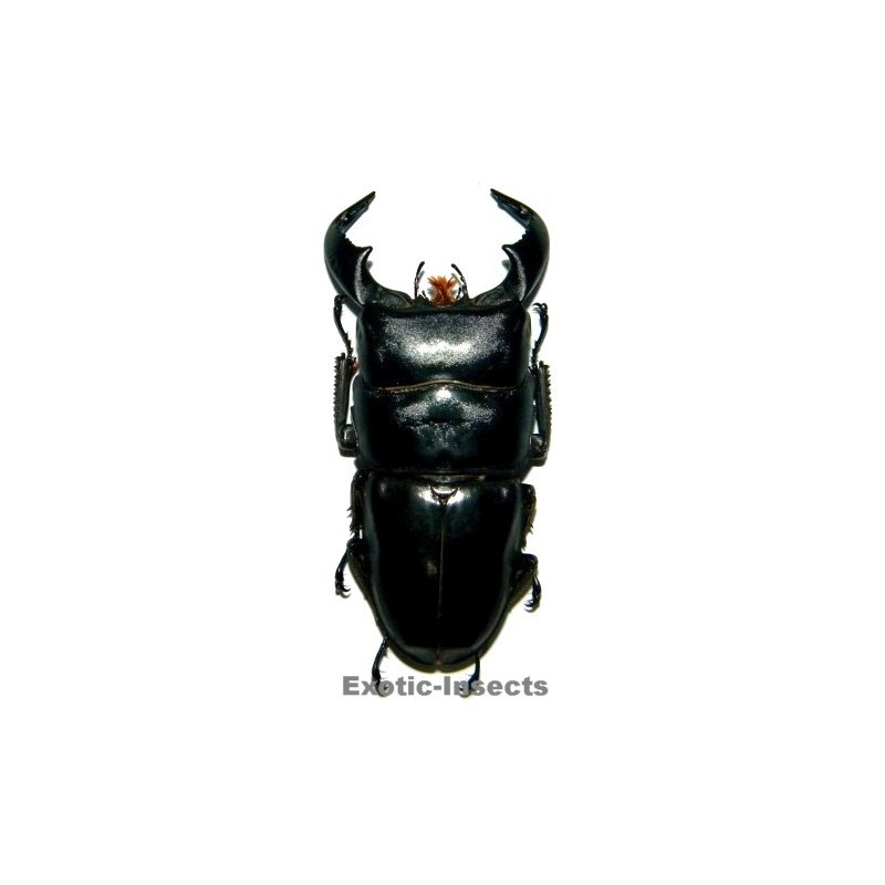Dorcus bucephalus
