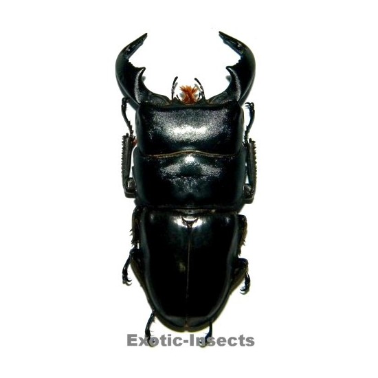 Dorcus bucephalus