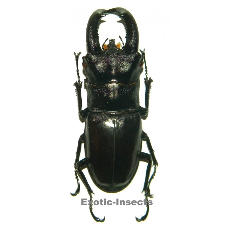 Hexarthrius rhinoceros rhinoceros (75-79mm)