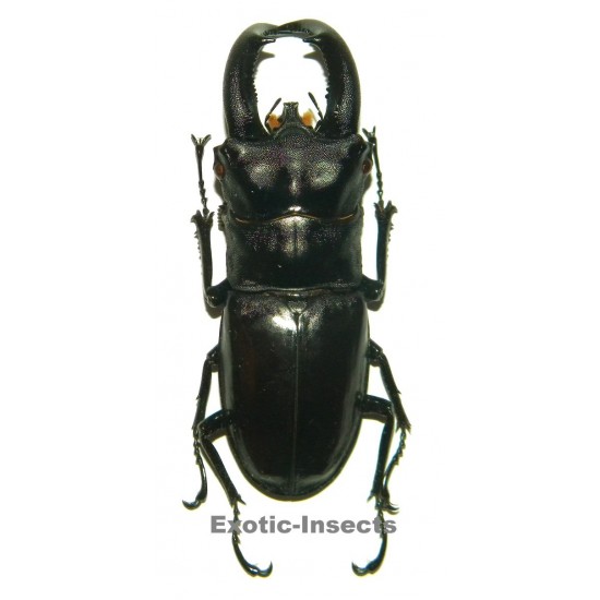 Hexarthrius rhinoceros rhinoceros (75-79mm)