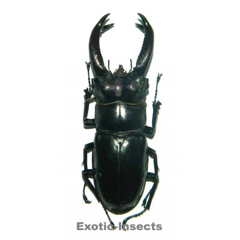 Hexarthrius buqueti (60-65mm)