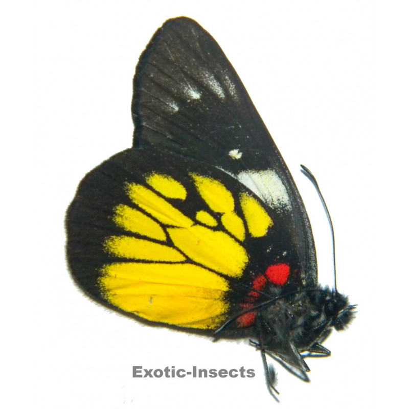 Delias pasithoe egialea