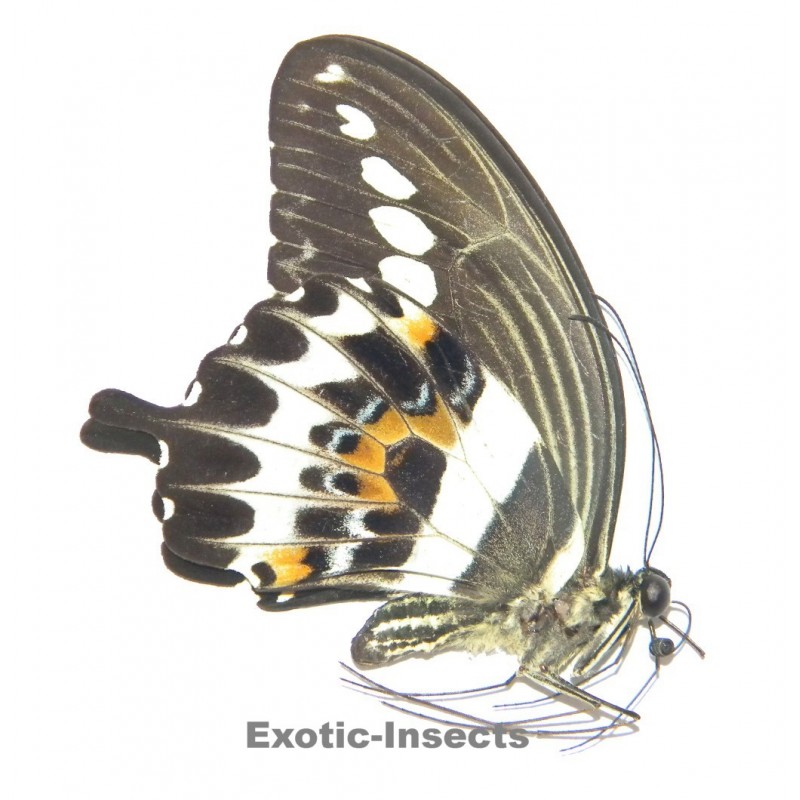 Papilio gigon mangolinus