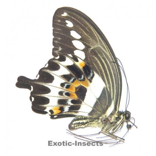 Papilio gigon mangolinus