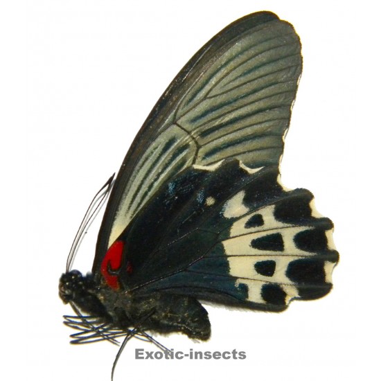 Papilio forbesi  SPECIMEN 01