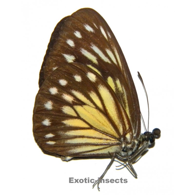 Pareronia jobaea obiana