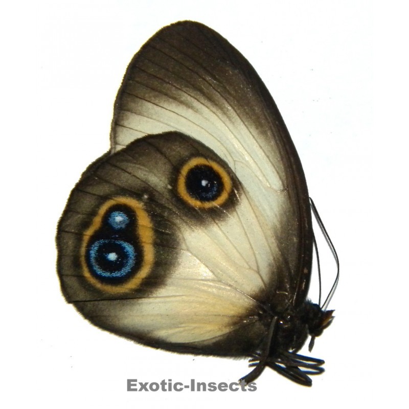 Taenaris dimona zaitha