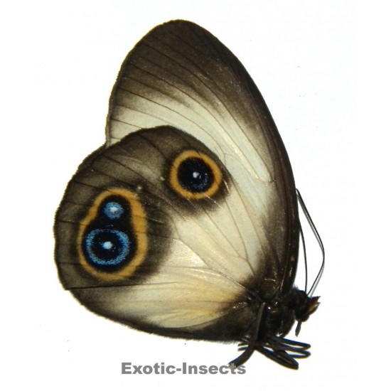 Taenaris dimona zaitha