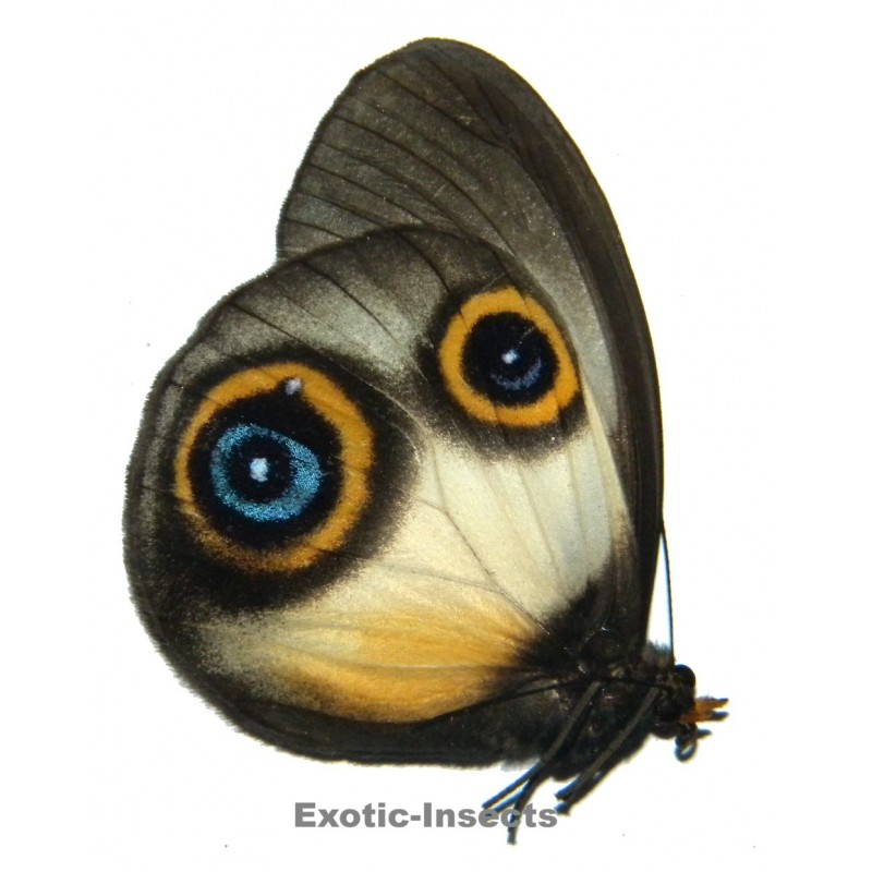 Taenaris dimona zaitha