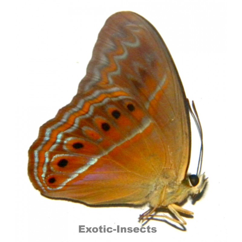 Cirrochroa imperatrix