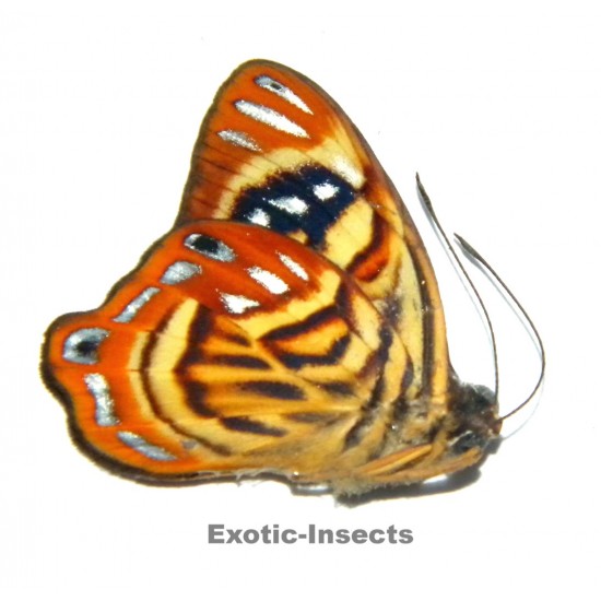 Dicallaneura princessa