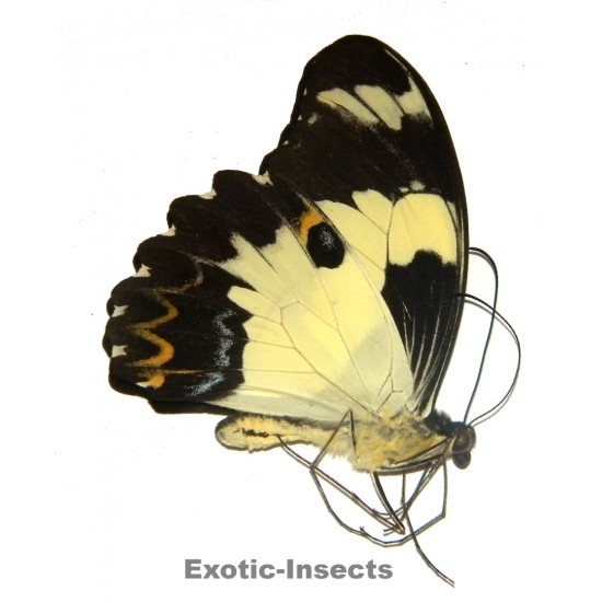 Papilio euchenor eutropius