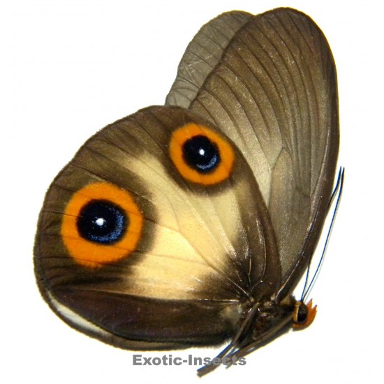 Taenaris macrops macropina