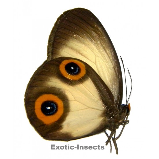 Taenaris macrops macropina