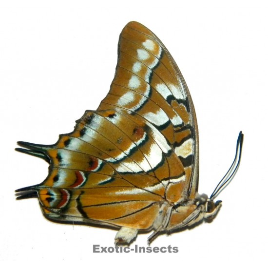 Polyura galaxia scipio