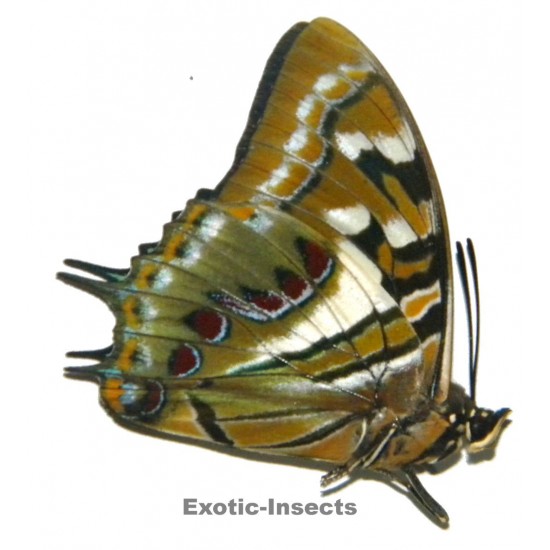 Polyura pyrrhus gilolensis
