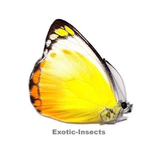 Delias ennia multicolor