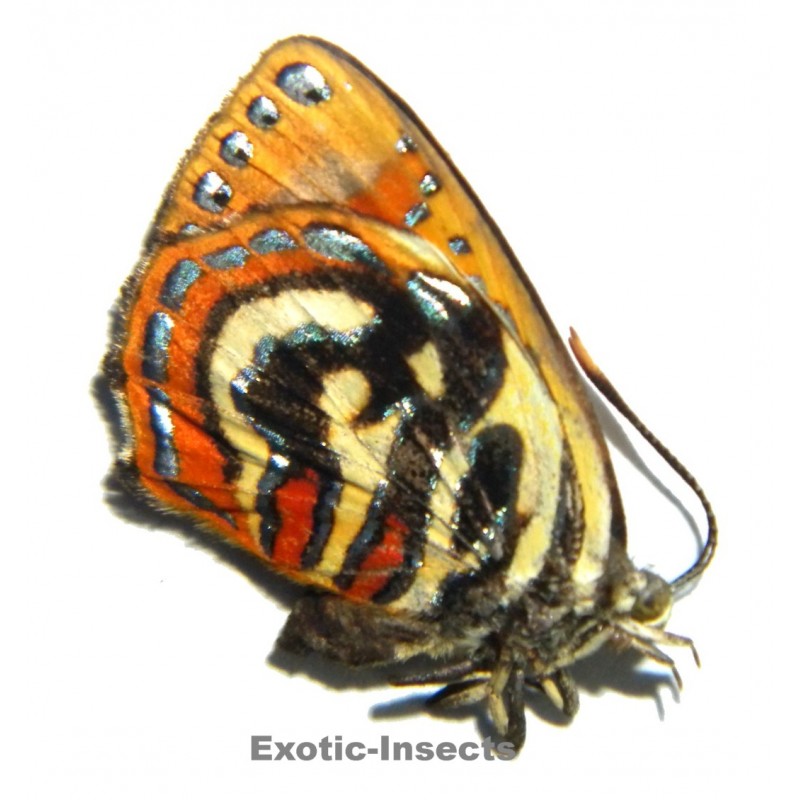 Hypochrysops hypates zeuxis