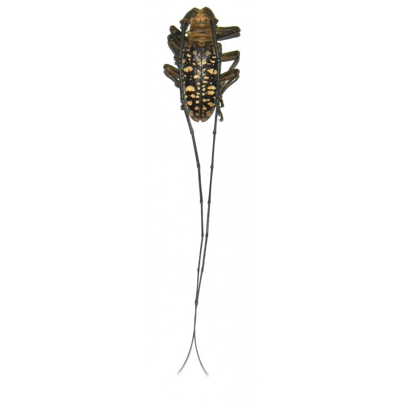 Nemophas sumbaensis (25-29mm)