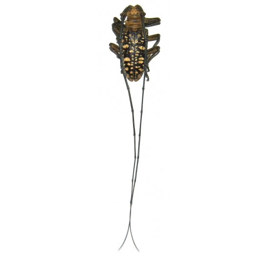 Nemophas sumbaensis (25-29mm)
