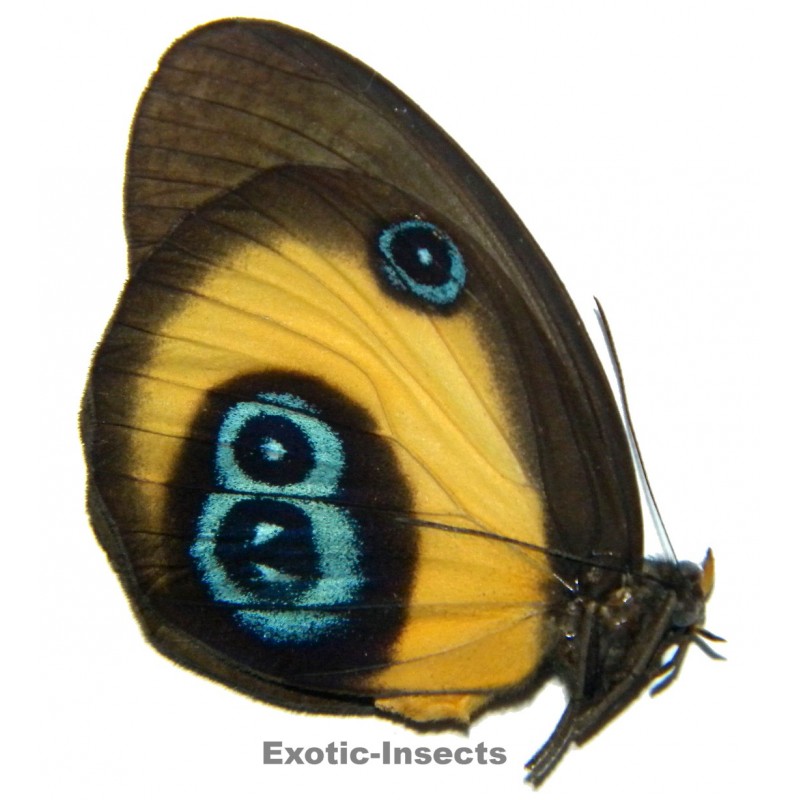 Taenaris bioculatus grisescens