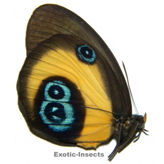 Taenaris bioculatus grisescens