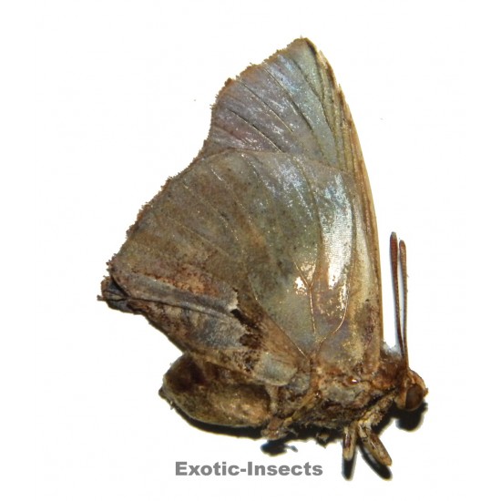 Liphyra brassolis robusta