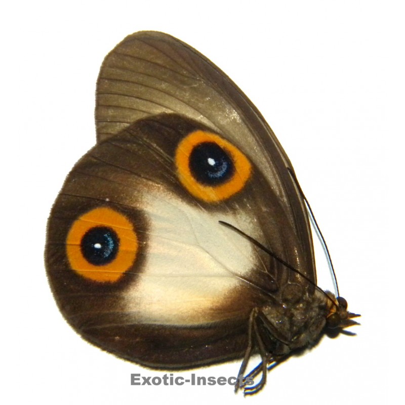 Papilio diophantus