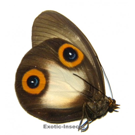 Papilio diophantus