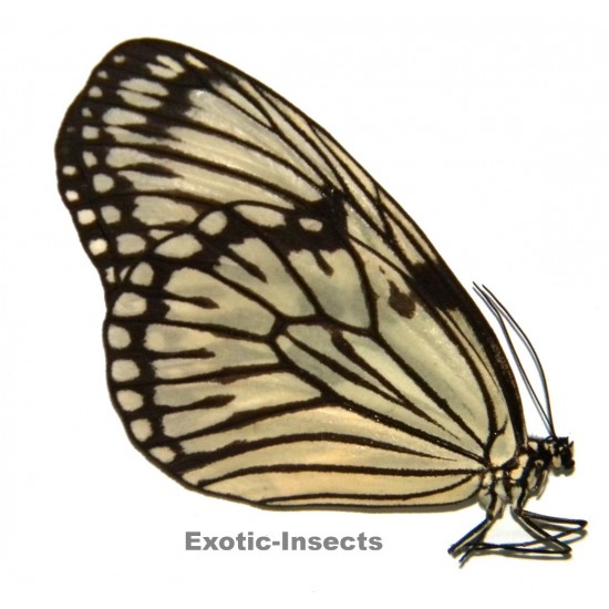 Idea d'urvillei theia NORMAL