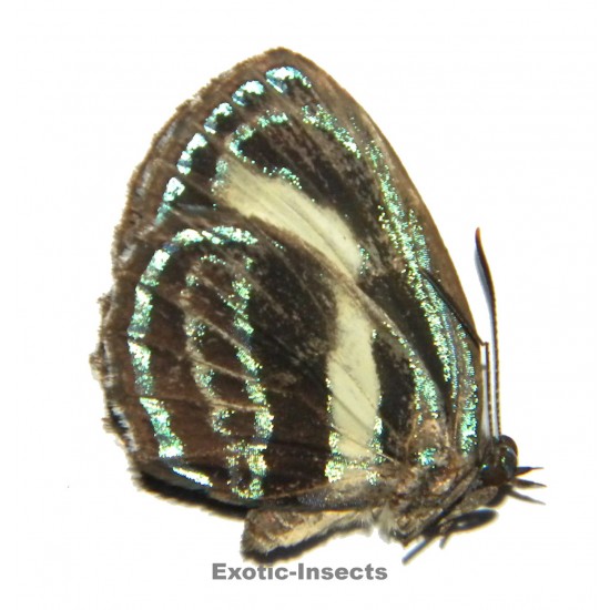 Hypochrysops heros
