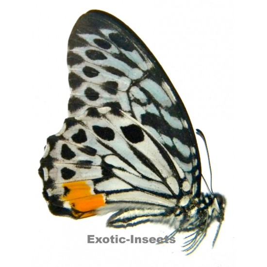 Graphium delesserti delesserti