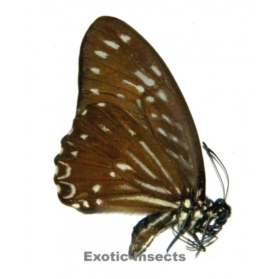 Graphium macareus macaristus