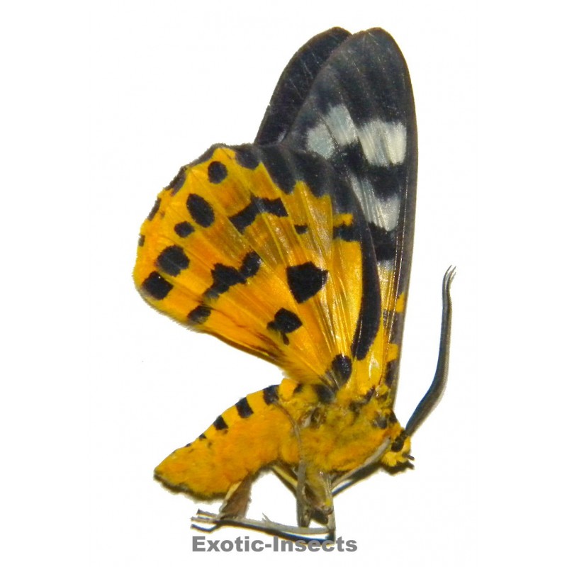 Dysphania militalis isolata