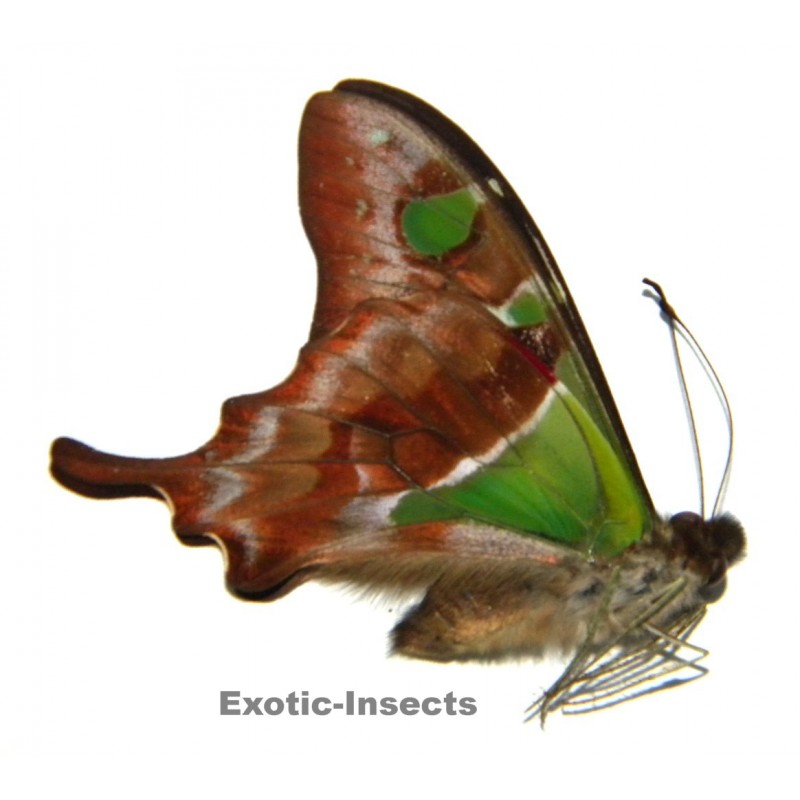 Graphium weiskei