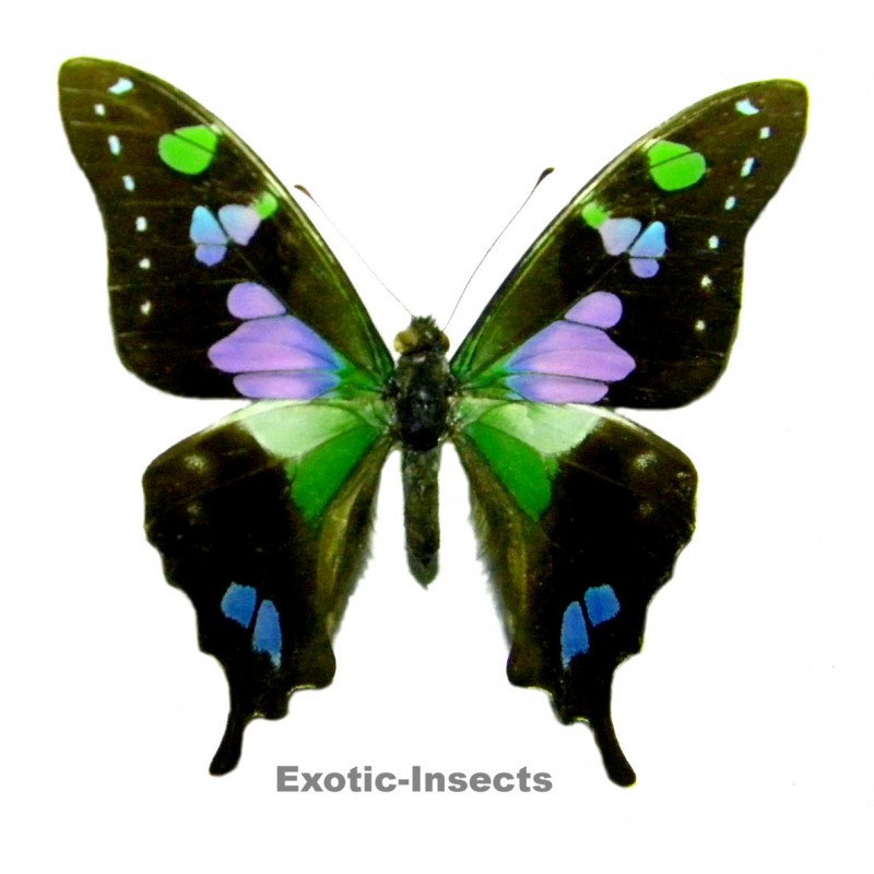 Graphium weiskei