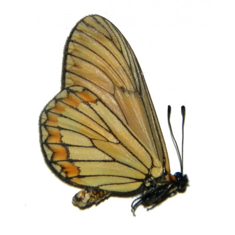 Acraea issoria narona