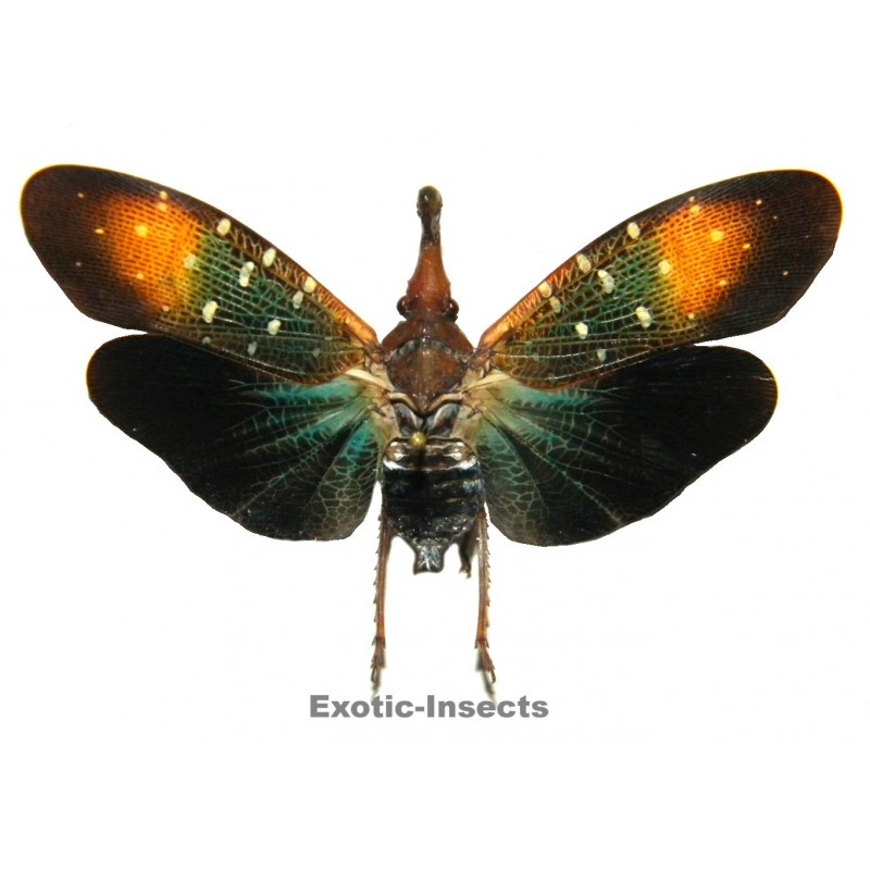 Pyrops gunjii  CLOSED WINGS