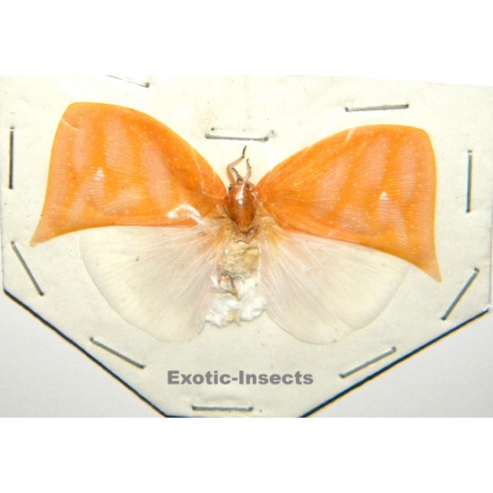 Colobesthes falcata  ABERRATION 1