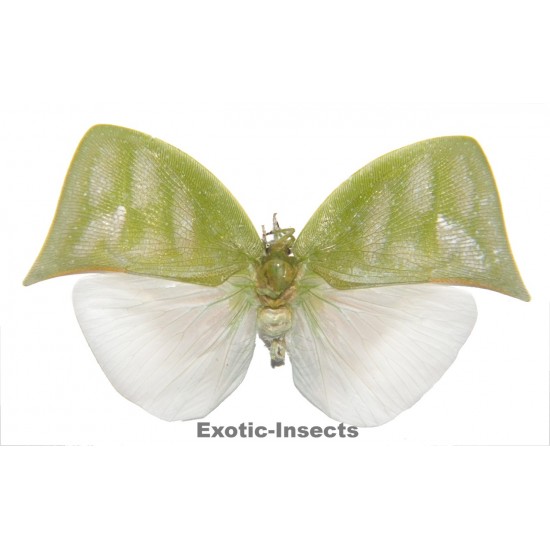 Colobesthes falcata  ABERRATION 1