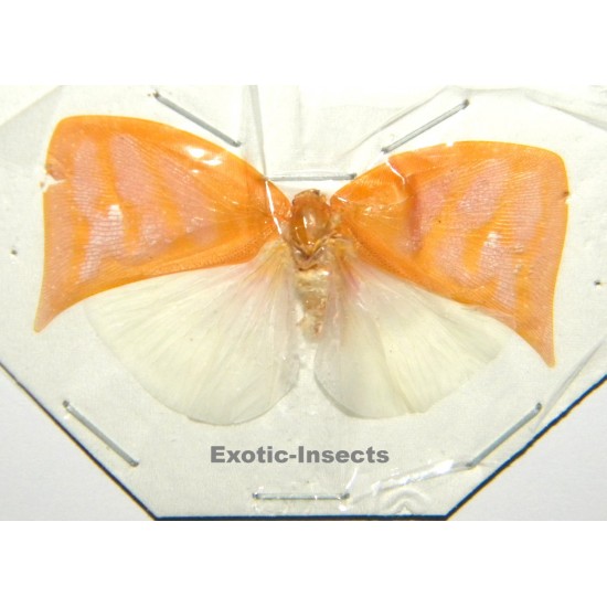 Colobesthes falcata  ABERRATION 2