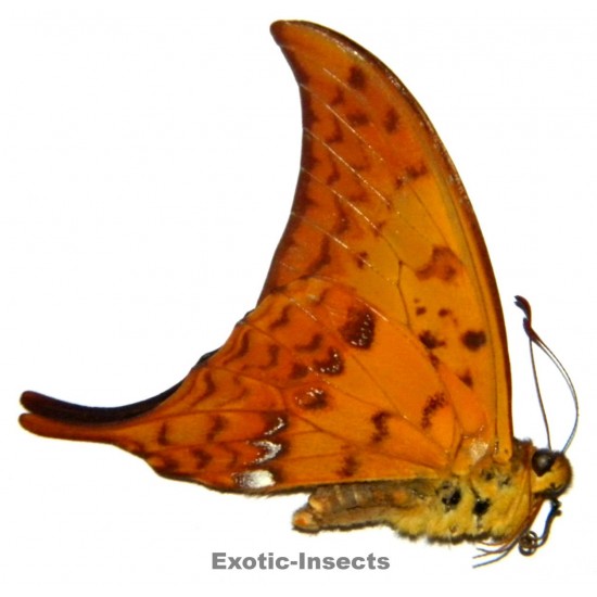 Meandrusa payeni payeni