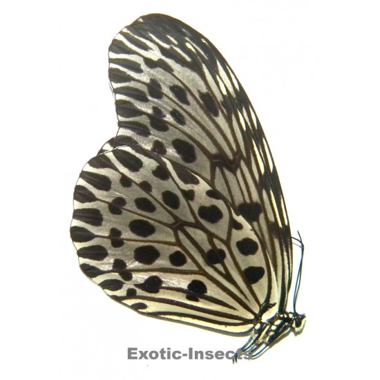 Idea lynceus lynceus