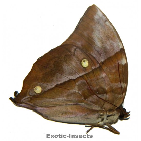 Zeuxidia luxerii luxerii