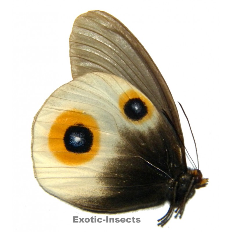 Taenaris horsfieldii occulta