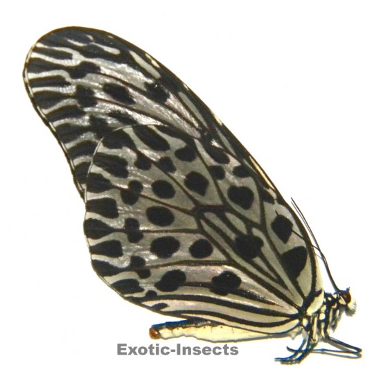 Idea lynceus lynceus